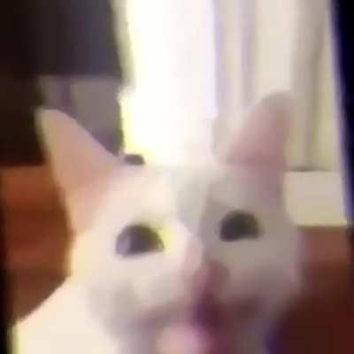 🐈&zwj;⬛