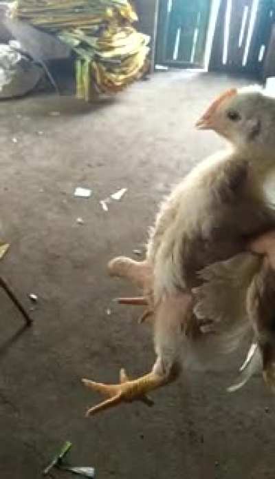 Ain&rsquo;t no thang but a chicken wang