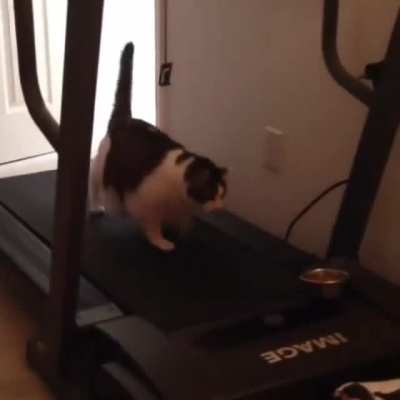 Keep your chonks fit