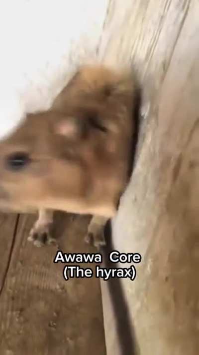 Found an animal like say "awawa"