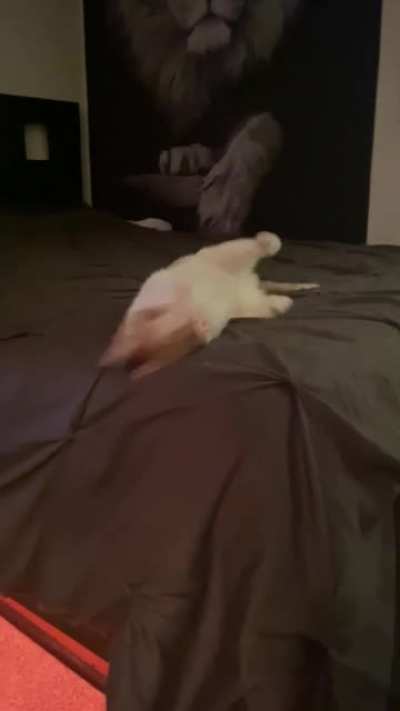 Short compilation of &ldquo;Chip&rdquo; crabbing it up