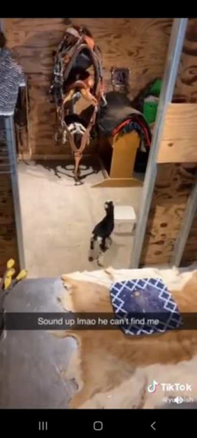Baaaa