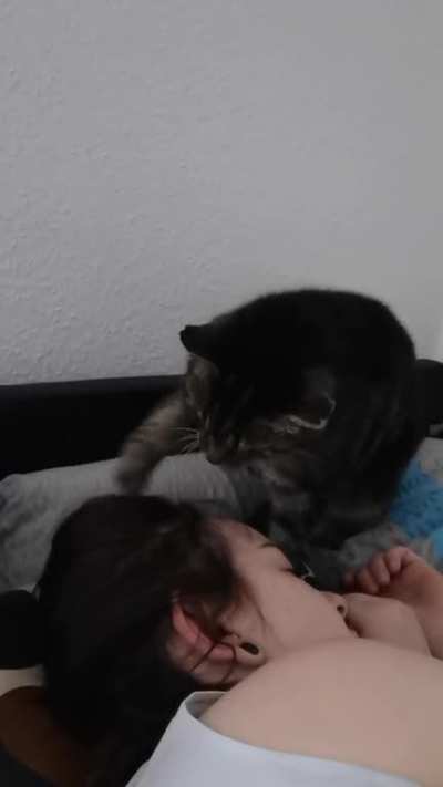 Time to pet me, human. Wake up!