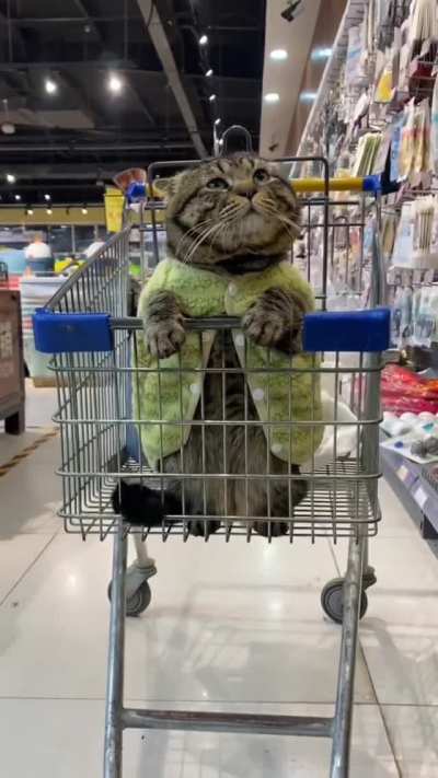 I wanna cuddle this Cat