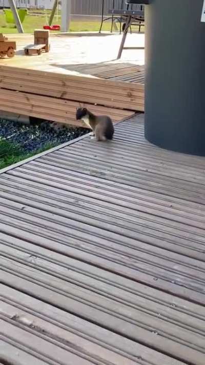 T&auml;ss&auml;p&auml; lis&auml;&auml; Keijoa eiliselt&auml;! On se veijari... 😂