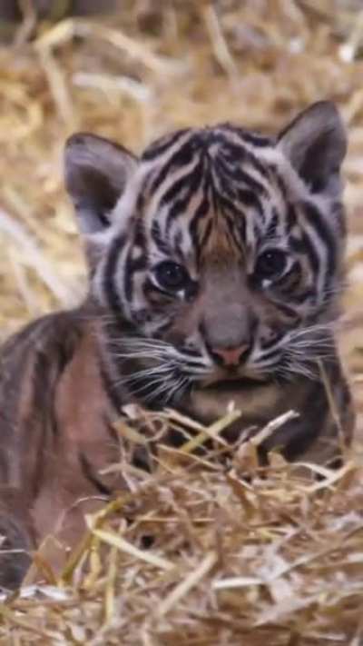 Sweet little face