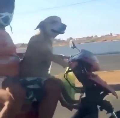 cachorro motoqueiro o nome? obs: n sei se &eacute; repostkkk