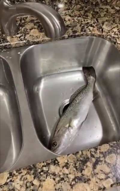 Looks fishy