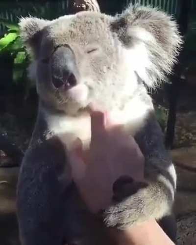 Just pet me !