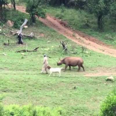Every morning Swazi&rsquo;s caregiver takes her and her BFF, Bokkie the GOAT, on a four hour walk to ensure she can eat and browse naturally at Care for Wild Rhino Sanctuary. Eventually Swazi will be released to the wild.