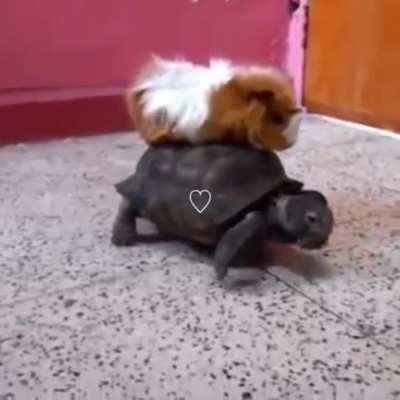 tortuga