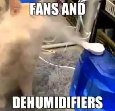 Catatoullie