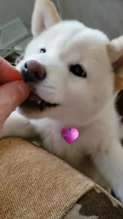 Potat says "Gib"