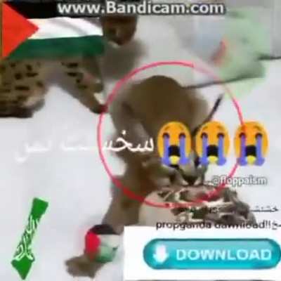 فلسطين 🇵🇸 حزب الله السعودية 🇸🇦 الجيب اسد الجبال الثعبان قلب قلب على شكل فلسطين لايك موريتانيا 🇲🇷 دائره حمراء علامة الإسلام ☪️ هلال يرمز لشهر رمضان فيه نجمه خماسيه ترمز لأركان الاسلام تحميل سريع 💨 خمسه