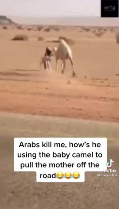 Getting a camel off the road