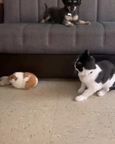 "No! Just don't touch him, okay?!"