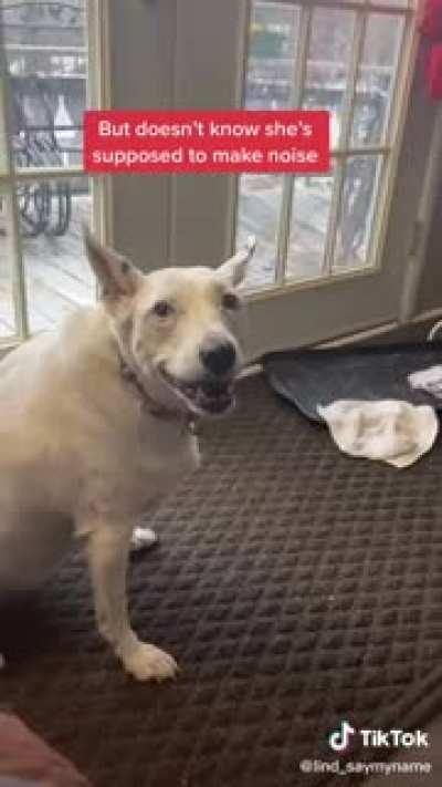 Heckin smolest bork