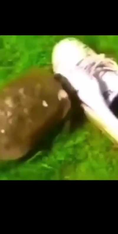 Tortuga 🤬