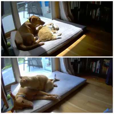 Dog joining cat VS. cat joining dog.