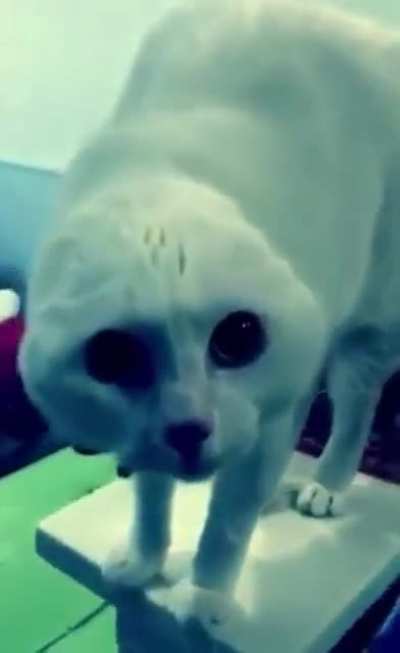 Newly identified species named &ldquo;Felis Wordingus&rdquo;