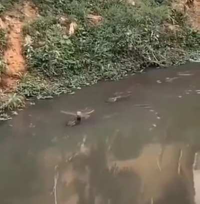 O Animal Mais Poderoso Capiturado em Video