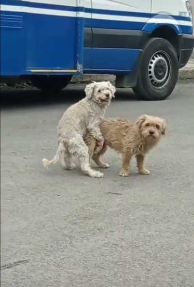 "Doggy style"