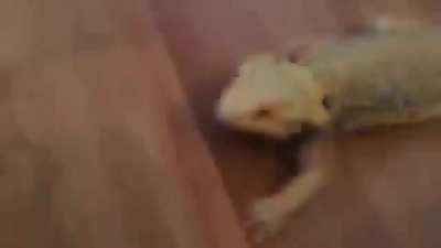 metal lizzard is metal
