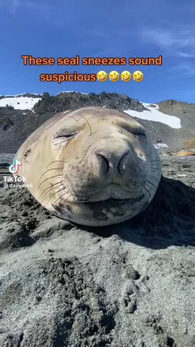 Seal Thugbait