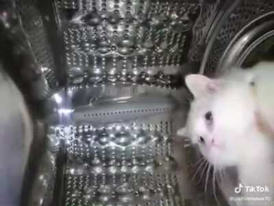 Glory to those who meow forward