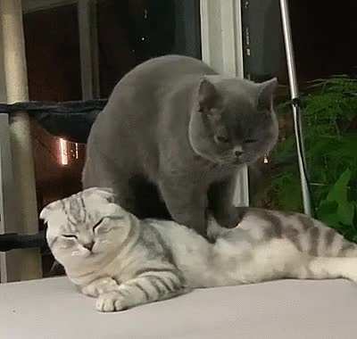 meowssage