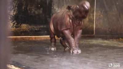 Dancy rhino