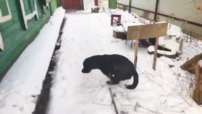 Так мой пес радовался первому снегу