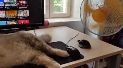 No, work today Dad!