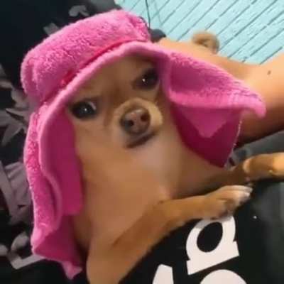 Perro arabe