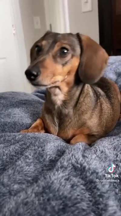 Guess which word is the dog's favorite