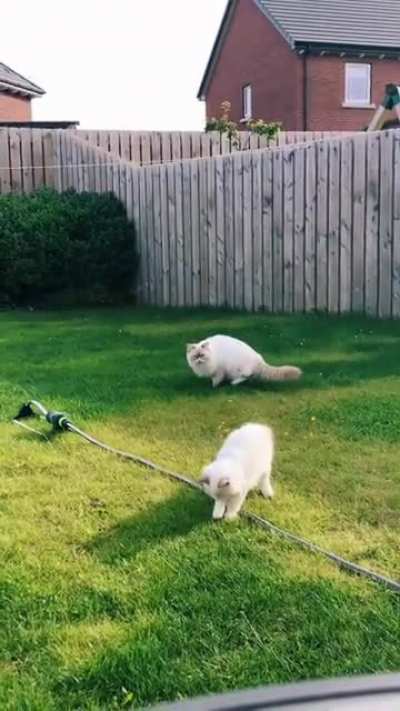 Purrfectly catculated attack