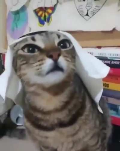 Muta-cat