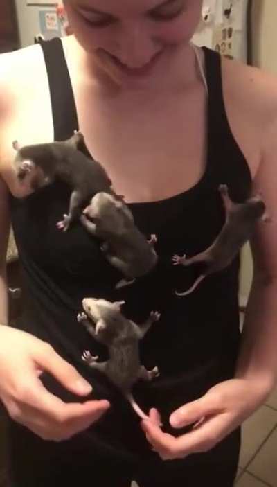 Shirt complete with cute possums.