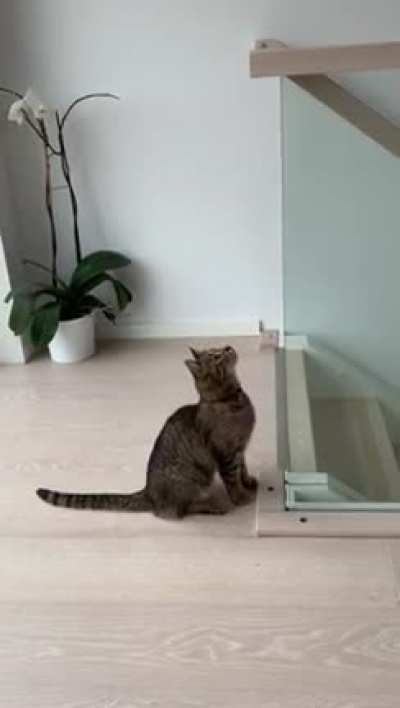 My cat people need me