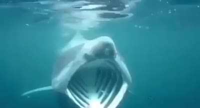 shark pog