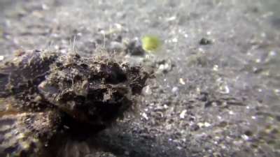 A scorpionfish quickly spitting out a juvenile yellow boxfish upon sensing its toxicity