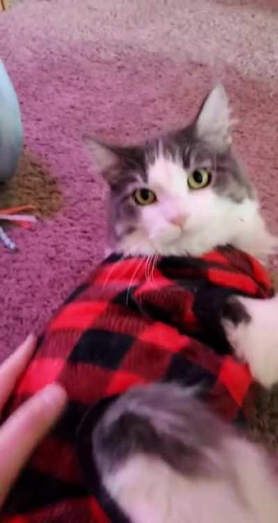 Purrfectly Cut Scream