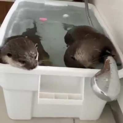 SAVAGE AND SELFISH TO HIS BROTHER