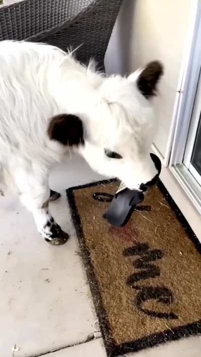 "Did the dog eat your shoe?" "Uh... not exactly"