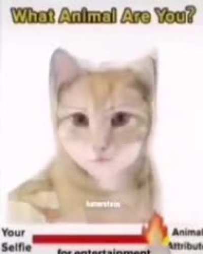 cum&sup3;