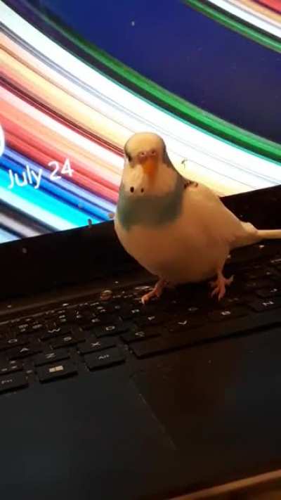Gatsby is TALKATIVE! Btw, "Goodjie" is a creation of his own - it's a faster way of saying "good budgie," and he only uses the long version when he wants attention 😂😂