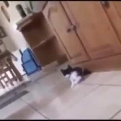 XD