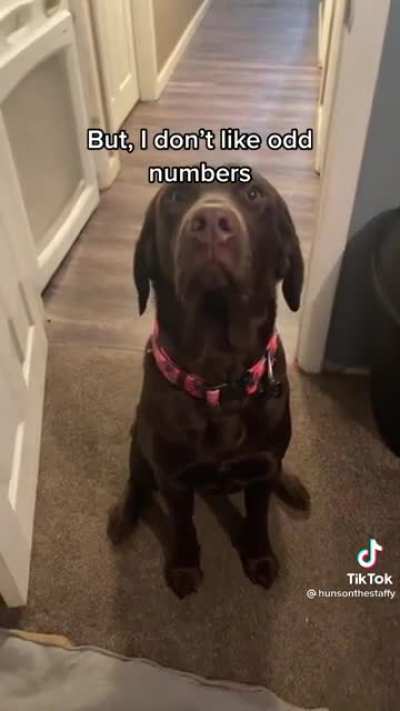 Getting your dog a dog