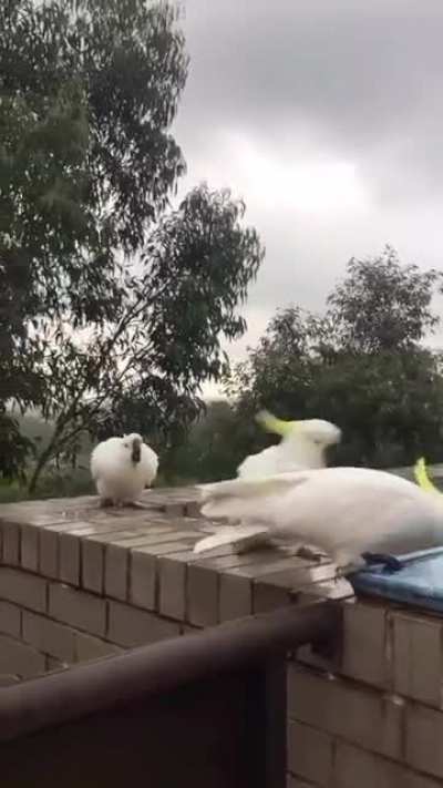 Aaaaaaaaaaaa