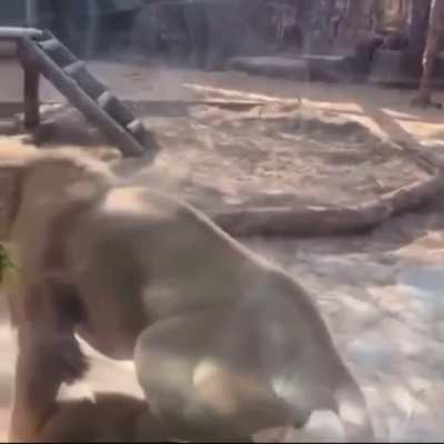 Showing everybody why he&rsquo;s king of the jungle